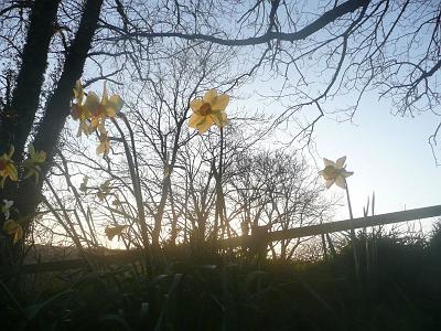 daffs